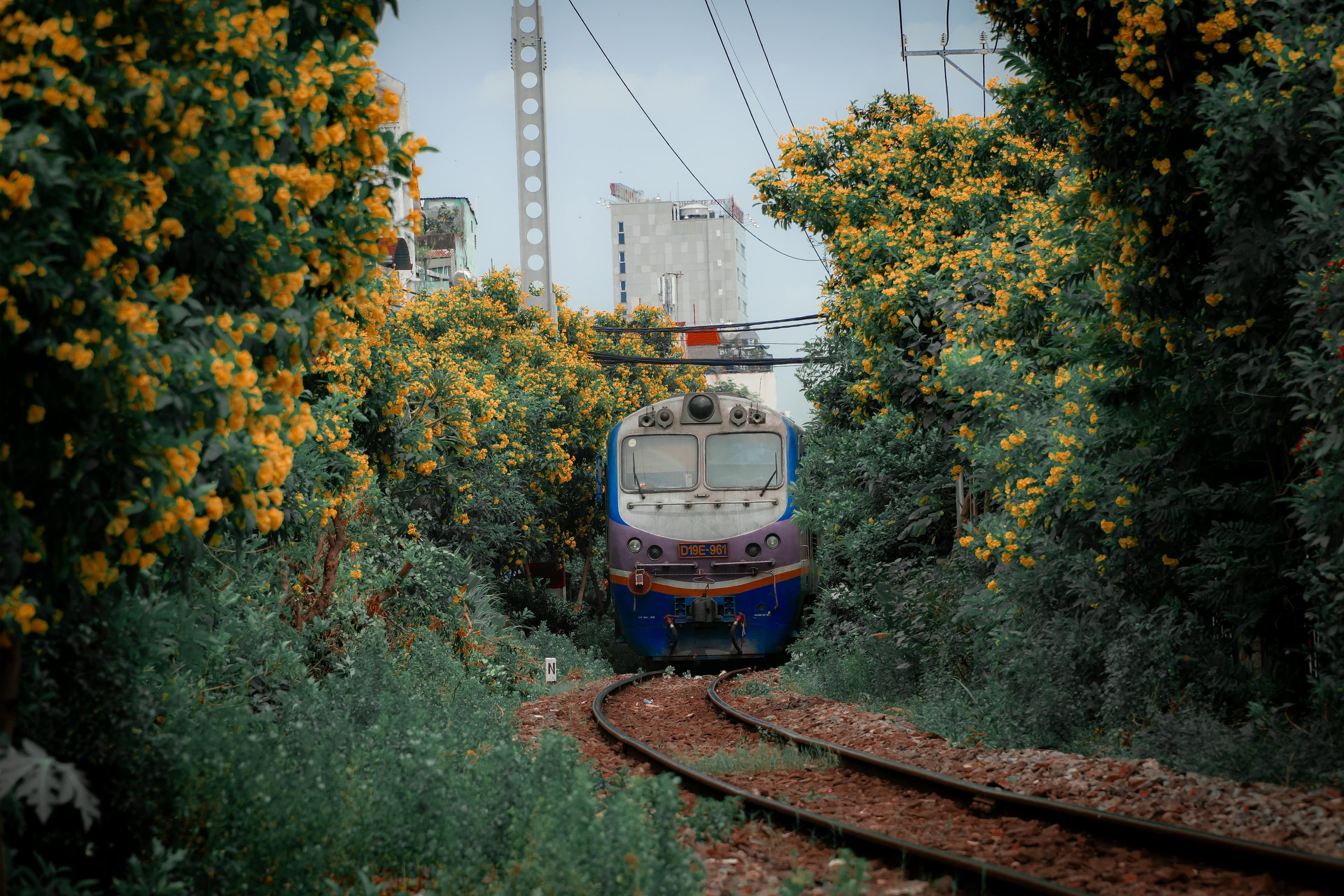 Vietnamese train emerging from blooming yellow flower trees along the tracks